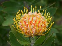 Proteenblüte gelb - Mortella Garten